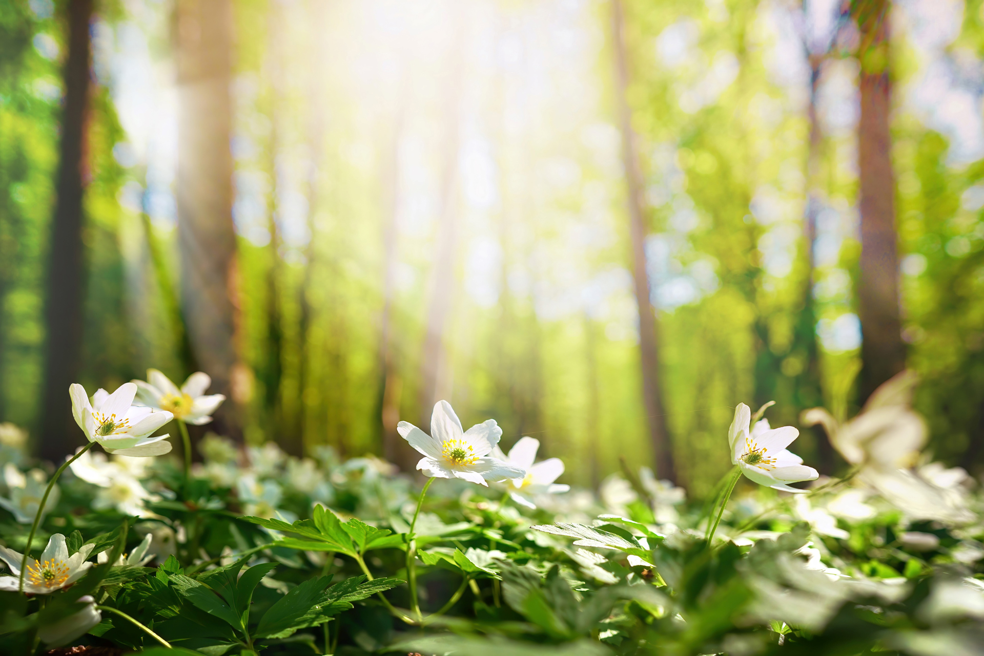 En lyckligare vår - KBT Sollentuna, KBT på nätet, Mindfulness Sollentuna, Psykosyntes Sollentuna, Stresshantering Sollentuna & Samtalsterapi Sollentuna - 4